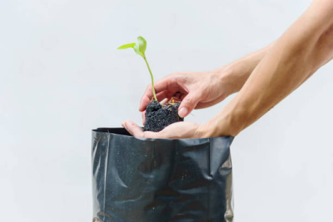 Bolsas para plantas